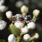 Prism Ring